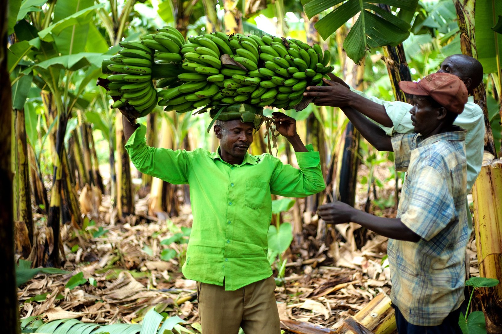PARE COVID : Une nouvelle histoire grâce aux bananerais !